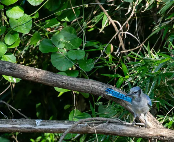 stock image Curious blue jay perched on a tree limb. High quality photo