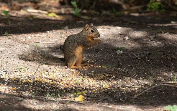 stock image Close-up of a Texas fox squirrel sitting in a tree. High quality photo