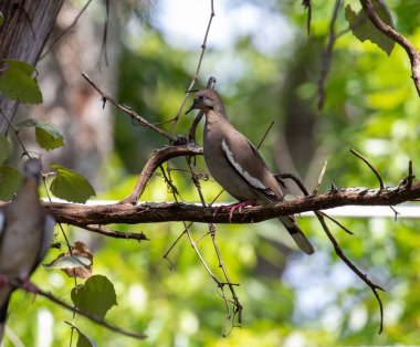 Mourning dove perched on limb surrounded by greenery. High quality photo clipart