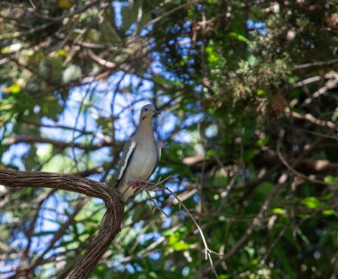 Mourning dove perched on limb surrounded by greenery. High quality photo clipart