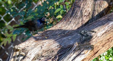 Yalnız grackle sedir ağacında fındık ve tohumlarla ziyafet çekiyor. Yüksek kalite fotoğraf