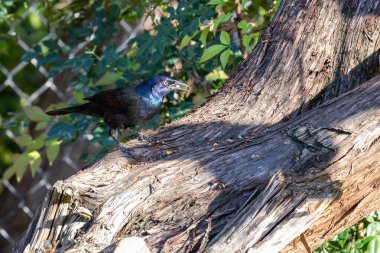 Lone grackle feasting on nuts and seeds in a cedar tree. High quality photo clipart