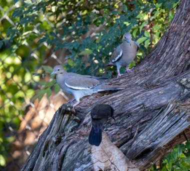 Sedir ağacında beslenen güvercinler. Parlak ışık, beslenen ve etkileşen iki güvercin. Yüksek kalite fotoğraf