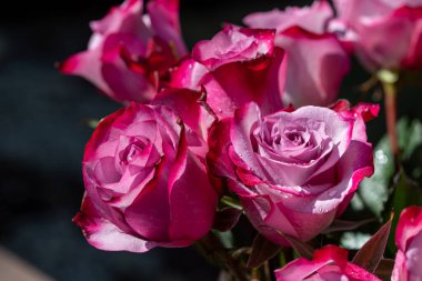 Pembe ve kırmızı güller renklerini gösteriyor. Yüksek kalite fotoğraf