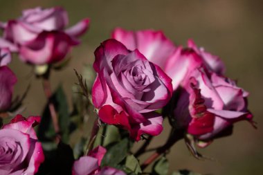 Pembe ve kırmızı güller renklerini gösteriyor. Yüksek kalite fotoğraf