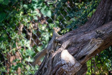 Ağaçta oturan Teksas tilki sincabının yakın çekimi. Yüksek kalite fotoğraf