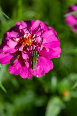 Pembe zinnia çiçeğinin üzerindeki çekirge. Yüksek kalite fotoğraf