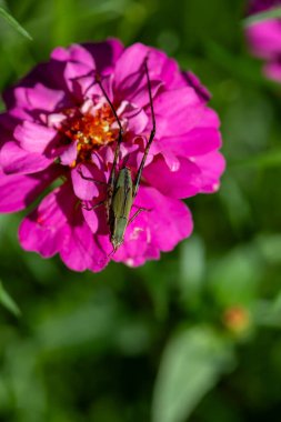 Pembe zinnia çiçeğinin üzerindeki çekirge. Yüksek kalite fotoğraf