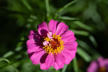 Pembe zinnia çiçeğinin üzerindeki güneş ve gölge. Yüksek kalite fotoğraf