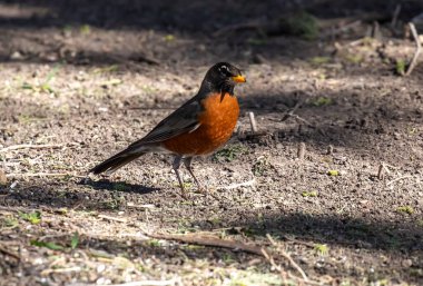 Kırmızı göğüslü Robin yerde besleniyor. Fındık ve diğer yiyecekleri de içeriyor. Yüksek kalite fotoğraf