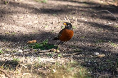 Kırmızı göğüslü Robin yerde besleniyor. Fındık ve diğer yiyecekleri de içeriyor. Yüksek kalite fotoğraf
