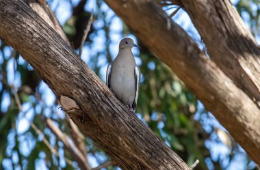 Kederli güvercin sedir dalına tünemiş. Yüksek kalite fotoğraf 