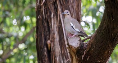 Sedir ağacına tünemiş, yas tutan güvercin. Yüksek kalite fotoğraf