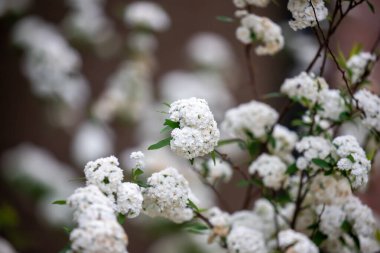 Reeves spiraea Spiraea kantoniensis 'in dalları gelin çalısı olarak da bilinir. Yüksek kalite fotoğraf