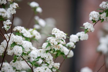 Reeves spiraea Spiraea kantoniensis 'in dalları gelin çalısı olarak da bilinir. Yüksek kalite fotoğraf