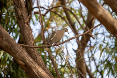 Kederli güvercin sedir dalına tünemiş. Yüksek kalite fotoğraf 