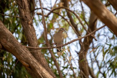 Kederli güvercin sedir dalına tünemiş. Yüksek kalite fotoğraf 