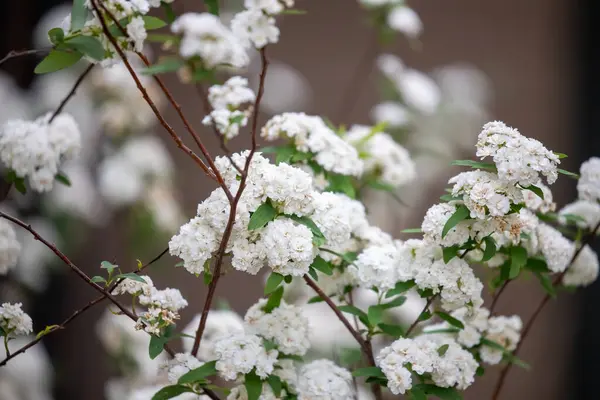 Reeves spiraea Spiraea kantoniensis 'in dalları gelin çalısı olarak da bilinir. Yüksek kalite fotoğraf