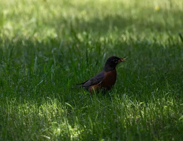 Robin Turdus göçmenleri gagasında böğürtlenle otların arasında yürüyor. Yüksek kalite fotoğraf