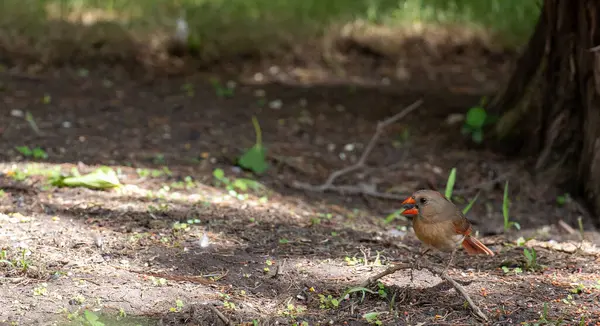 Kuzey Kardinali 'nin kadın kardinali yerde besleniyor. Yüksek kalite fotoğraf