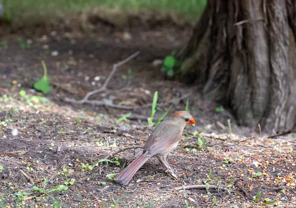 Kuzey Kardinali 'nin kadın kardinali yerde besleniyor. Yüksek kalite fotoğraf