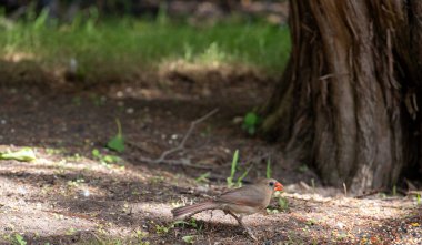 Kuzey Kardinali 'nin kadın kardinali yerde besleniyor. Yüksek kalite fotoğraf