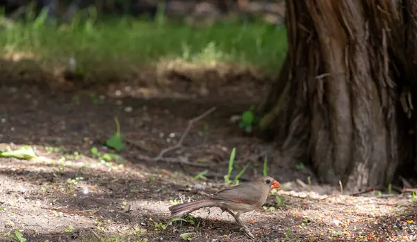 Kuzey Kardinali 'nin kadın kardinali yerde besleniyor. Yüksek kalite fotoğraf