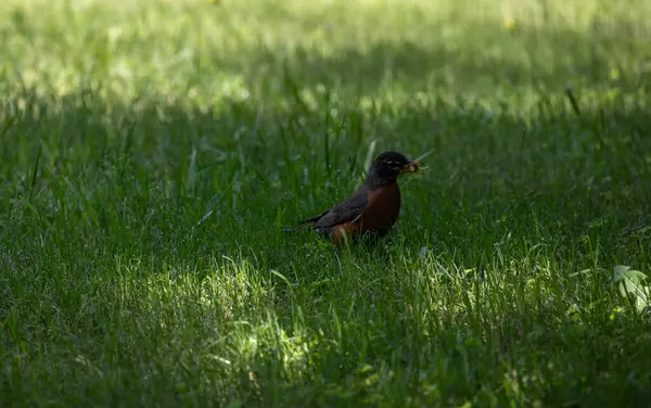 Robin Turdus göçmenleri gagasında böğürtlenle otların arasında yürüyor. Yüksek kalite fotoğraf