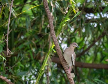 Yas tutan güvercin, yeşilliklerle çevrili bir dalda tünemişti. Yüksek kalite fotoğraf