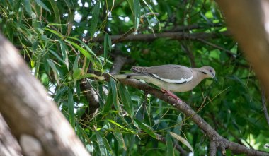Yas tutan güvercin, yeşilliklerle çevrili bir dalda tünemişti. Yüksek kalite fotoğraf