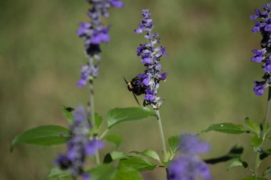 Mavi bir salvia çiçeğiyle beslenen yaban arısı. Yüksek kalite fotoğraf