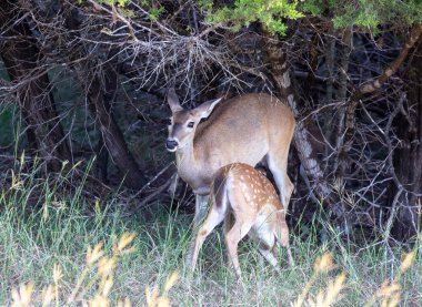 Dişi beyaz kuyruklu geyik geyiği, uzun otların arasında geyik yavrusu. Yüksek kalite fotoğraf