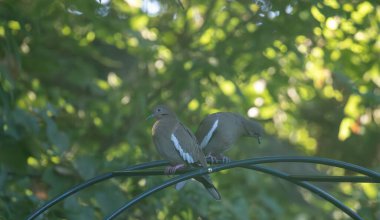 A pair of mourning doves perched on an arch. High quality photo