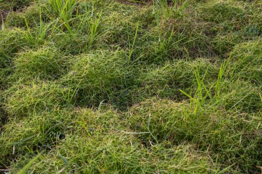 Kuru çatlamış toprak arka planı. Küresel ısınma ve iklim değişikliği kavramı.