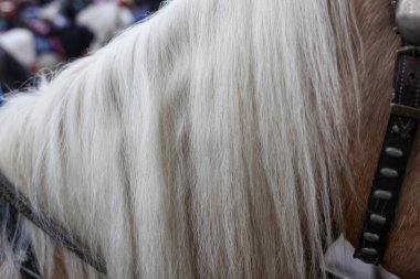 Fuardaki bir at arabasına bağlanmış bir atın ayrıntıları.