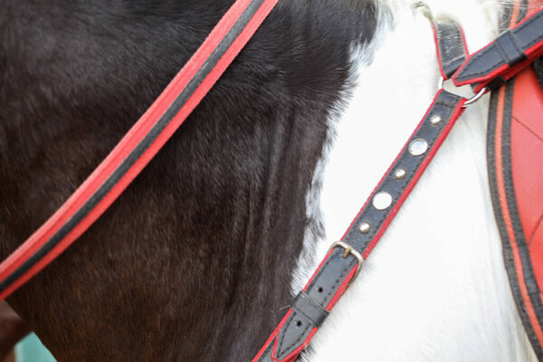 Detail of a horse harnessed to a horse carriage at the fair