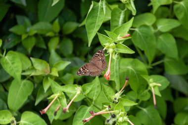 Endonezya 'da bir bahçede kırmızı bir çiçek üzerinde kelebek