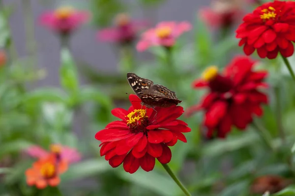 Butterfly on a red flower in a garden in Indonesia