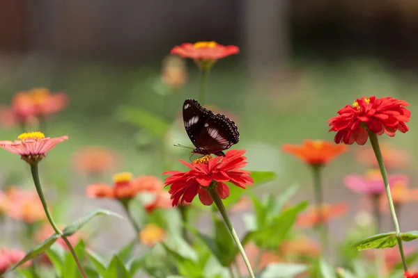 Papillon Sur Une Fleur Rouge Dans Jardin Indonésie — Photo