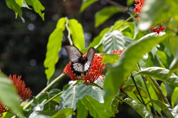 Vlinder Een Rode Bloem Een Tuin Indonesië — Stockfoto