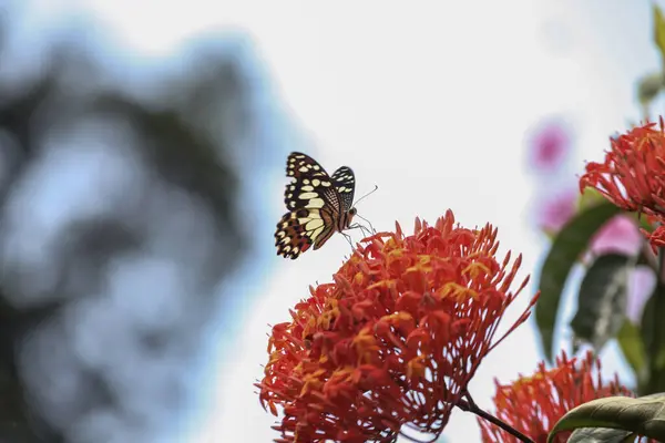 Mariposa Sobre Una Flor Roja Jardín Indonesia —  Fotos de Stock