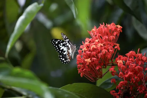 Πεταλούδα Ένα Κόκκινο Λουλούδι Έναν Κήπο Στην Ινδονησία — Φωτογραφία Αρχείου
