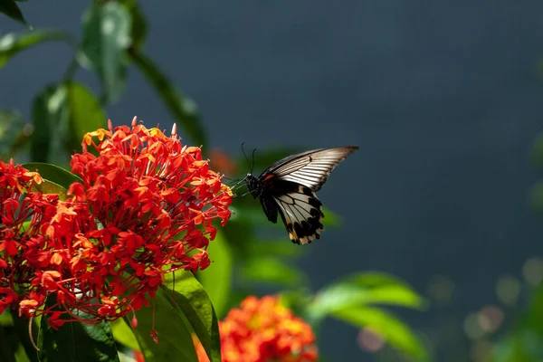 Butterfly Red Flower Garden Indonesia Stock Image