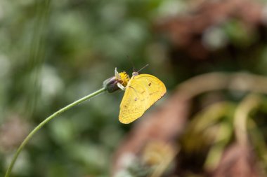  Endonezya 'da bir bahçede kırmızı bir çiçek üzerinde kelebek