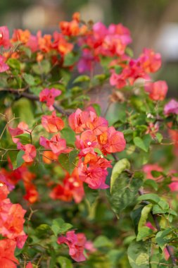 Bahçede doğayla iç içe olan Bougainvillea çiçeği.