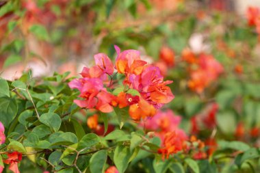 Bahçede doğayla iç içe olan Bougainvillea çiçeği.