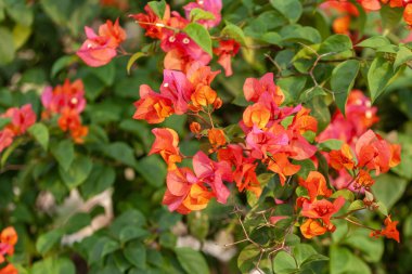 Bahçede doğayla iç içe olan Bougainvillea çiçeği.