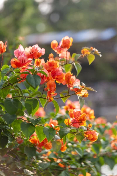 Bahçede doğayla iç içe olan Bougainvillea çiçeği.