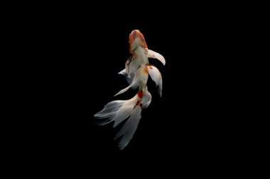 Beyaz arka planda Japon balığı izole edilmiş. Kırpma yolu olan balık.