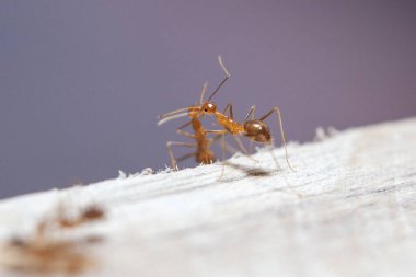 Beyaz arka planda karınca ve yaprak bitleri. Makro fotoğraf.